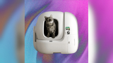 Auto Cat Litter Box Reviews