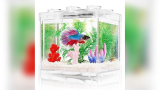 Best Aquarium for Betta Fish