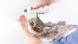 Can I Use a Dog Shampoo on My Cat​​​​​
