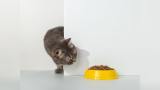 Can You Feed Cats Dog Food​​