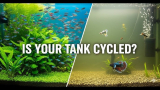 How Do I Cycle My Fish Tank​