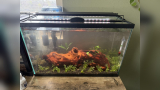 How Do I Lower Ph in Fish Tank​