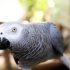 How to Make Humming Bird Food​