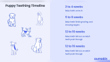 How Long Do Puppies Teeth Last