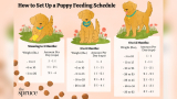 How Long to Feed Dog Puppy Food​​