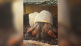 How Long Will a Hermit Crab Live​