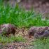 How Long Does a Budgie Bird Live​