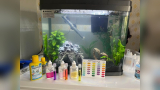 How to Reduce Nitrate in a Fish Tank​
