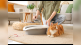 How to Train Cats to Use Litter Tray