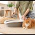 How to Train Cats to Use Litter Tray